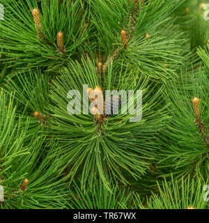 Bosnian Pine, Palebark Pine (Pinus heldreichii 'Malinki', Pinus heldreichii Malinki), cultivar Malinki, Germany Stock Photo