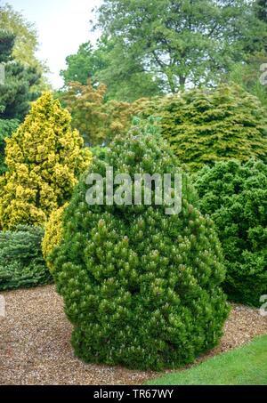 Bosnian Pine, Palebark Pine (Pinus heldreichii 'Smidtii', Pinus heldreichii Smidtii), cultivar Smidtii, Germany Stock Photo