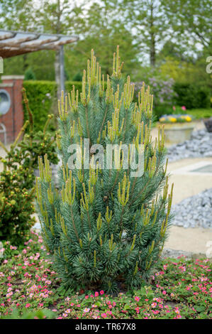 Scotch pine, Scots pine (Pinus sylvestris 'Watereri', Pinus sylvestris Watereri), cultivar Watereri, Germany, Lower Saxony Stock Photo