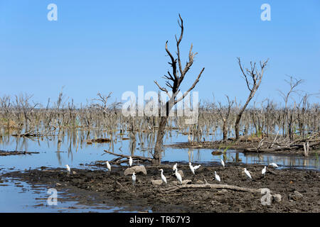 dead trees at the Lake Ngami, Botswana, Lake Ngami Stock Photo