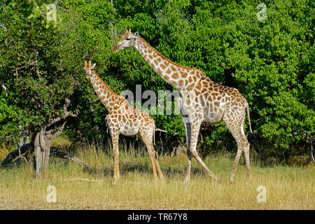 giraffe (Giraffa camelopardalis), cow with calf in the shrubland, side view, Botswana, Moremi Wildlife Reserve, Okovango Stock Photo