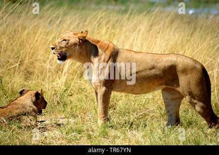 lion (Panthera leo), lioness standing in the grassland, side view, Botswana