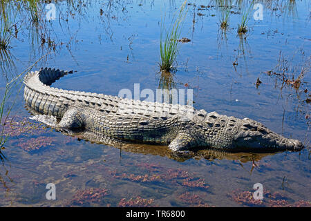 Nile crocodile (Crocodylus niloticus), lurking on shallow water, side view, Botswana, Chobe National Park Stock Photo