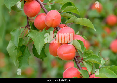 apricot tree (Prunus armeniaca 'Bergarouge', Prunus armeniaca Bergarouge), apricots on a tree, cultivar Bergarouge Stock Photo