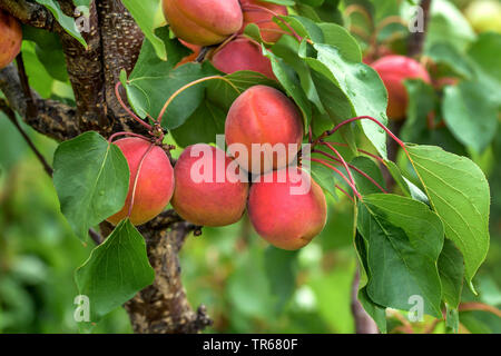 apricot tree (Prunus armeniaca 'Bergarouge', Prunus armeniaca Bergarouge), apricots on a tree, cultivar Bergarouge Stock Photo