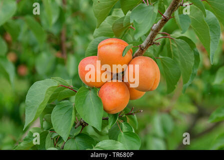 apricot tree (Prunus armeniaca 'Harlayne', Prunus armeniaca Harlayne), apricots on a tree, cultivar Harlayne Stock Photo