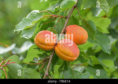 apricot tree (Prunus armeniaca 'Vertige', Prunus armeniaca Vertige), apricots on a tree, cultivar Vertige Stock Photo