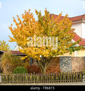 Cherry tree, Sweet cherry (Prunus avium 'Hedelfinger Riesenkirsche', Prunus avium Hedelfinger Riesenkirsche), tree in autumn, Germany, Saxony Stock Photo
