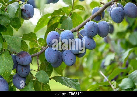 European plum (Prunus domestica 'Hauszwetsche Menschenmoser', Prunus domestica Hauszwetsche Menschenmoser), plums on a tree, cultivar Hauszwetsche Menschenmoser Stock Photo