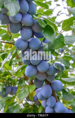European plum (Prunus domestica 'Tophit', Prunus domestica Tophit), plums on a tree, cultivar Tophit Stock Photo