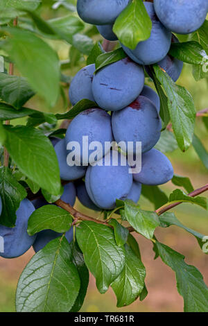European plum (Prunus domestica 'Tophit', Prunus domestica Tophit), plums on a tree, cultivar Tophit Stock Photo