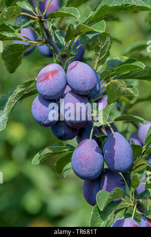 European plum (Prunus domestica 'Topper', Prunus domestica Topper), plums on a tree, cultivar Topper Stock Photo