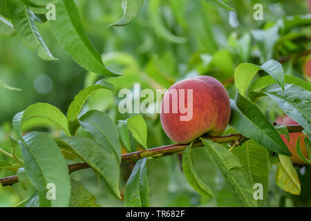 peach (Prunus persica 'Dixired', Prunus persica Dixired), peach on a tree, cultivar Dixired Stock Photo