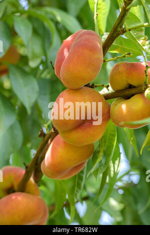 Plate Peach (Prunus persica 'Jalousie', Prunus persica Jalousie), peaches on a tree, cultivar Jalousie Stock Photo