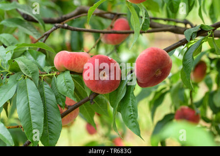 Plate Peach (Prunus persica 'Ufo 3', Prunus persica Ufo 3), peaches on a tree, cultivar Ufo 3 Stock Photo