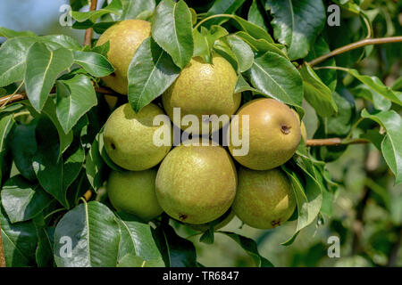 Common pear (Pyrus communis 'Benita', Pyrus communis Benita), pears on a tree, cultivar Benita Stock Photo