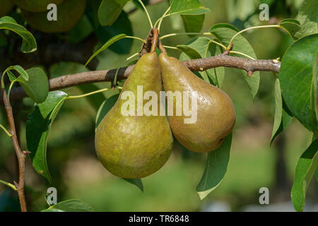 Common pear (Pyrus communis 'Bosc's Flaschenbirne', Pyrus communis Bosc's Flaschenbirne), pears on a tree, cultivar Bosc's Flaschenbirne Stock Photo