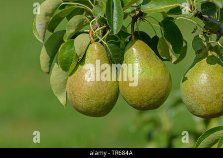Common pear (Pyrus communis 'Xenia', Pyrus communis Xenia), pears on a tree, cultivar Xenia Stock Photo