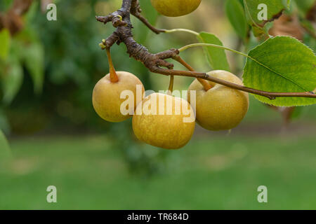 Shinseiki Asian pear, Asian pear, Nashi Pear (Pyrus pyrifolia 'Shinseiki', Pyrus pyrifolia Shinseiki), Nashi pears on a tree, cultivar Shinseiki Stock Photo