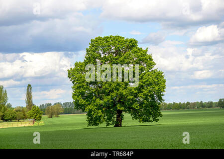 common oak, pedunculate oak, English oak (Quercus robur. Quercus pedunculata), single tree on a meadow, Germany, Brandenburg, Kruegersdorf Stock Photo