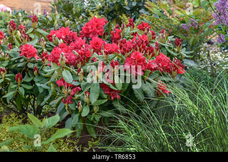 Catawba rhododendron, Catawba rose bay (Rhododendron 'Nova Zembla', Rhododendron Nova Zembla, Rhododendron catawbiense), blooming, cultivar Nova Zembla Stock Photo