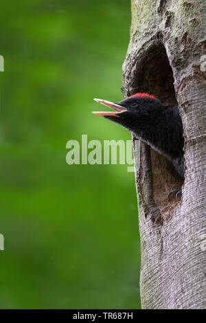 black woodpecker (Dryocopus martius), young male looking out a woodpecker cavity, side view, Germany, Hesse Stock Photo