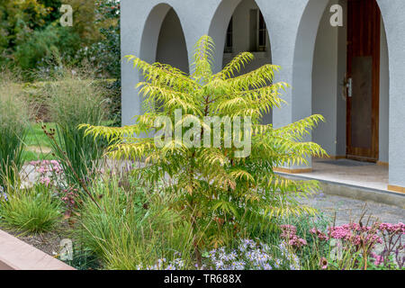 staghorn sumach, stags horn sumach (Rhus hirta 'Tiger Eyes', Rhus hirta Tiger Eyes, Rhus typhina 'Tiger Eyes', Rhus typhina Tiger Eyes), cultivar Tiger Eyes in a front garden, Germany, Rhineland-Palatinate Stock Photo