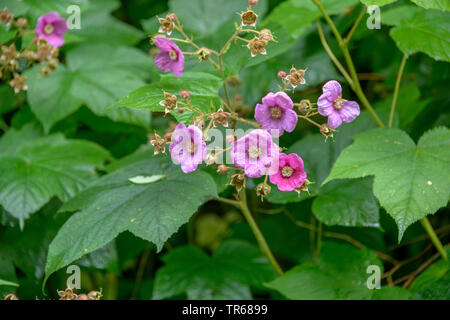 flowering raspberry, purple-flowering raspberry, thimbleberry, American bramble (Rubus odoratus), blooming Stock Photo