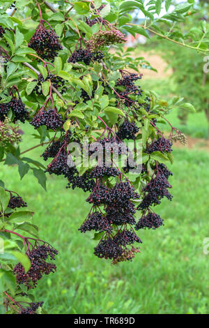 European black elder, Elderberry, Common elder (Sambucus nigra 'Haschberg', Sambucus nigra Haschberg), branch with berries of cultivar Haschberg, Germany Stock Photo