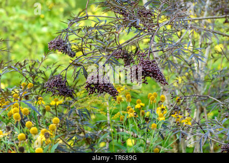 European black elder, Elderberry, Common elder (Sambucus nigra 'Black Lace', Sambucus nigra Black Lace), branch with berries of cultivar Black Lace Stock Photo