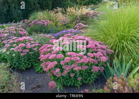 Sedum (Sedum 'Herbstfreude', Sedum Herbstfreude), blooming, cultivar Herbstfreude, Germany Stock Photo