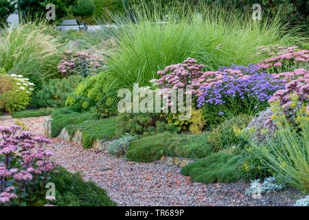 Sedum (Sedum 'Matrona', Sedum Matrona), blooming, cultivar Matrona, Germany Stock Photo