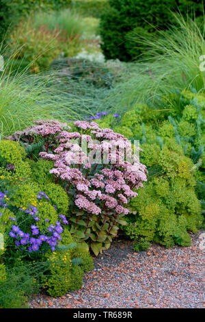 Sedum (Sedum 'Matrona', Sedum Matrona), blooming, cultivar Matrona, Germany Stock Photo