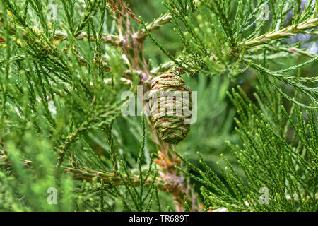 giant sequoia, giant redwood (Sequoiadendron giganteum), cone on a branch, Germany, Baden-Wuerttemberg Stock Photo