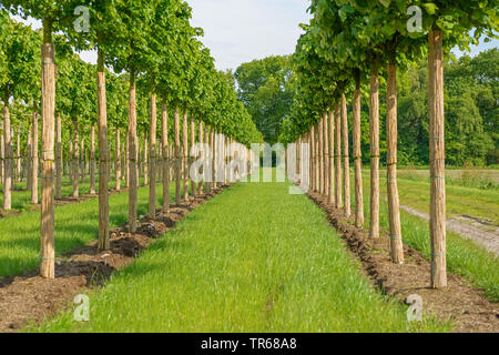 small-leaved lime, littleleaf linden, little-leaf linden (Tilia cordata 'Greenspire', Tilia cordata Greenspire), cultivar Greenspire in a nursery, Germany, Lower Saxony Stock Photo