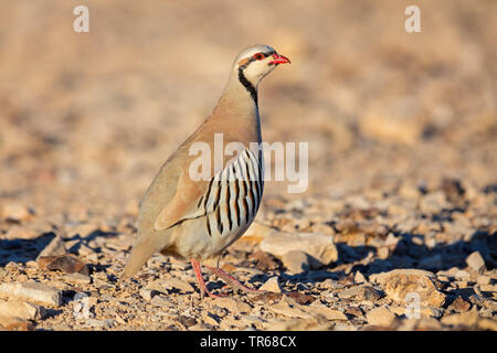 chukar partridge (Alectoris chukar), on the ground, Israel Stock Photo