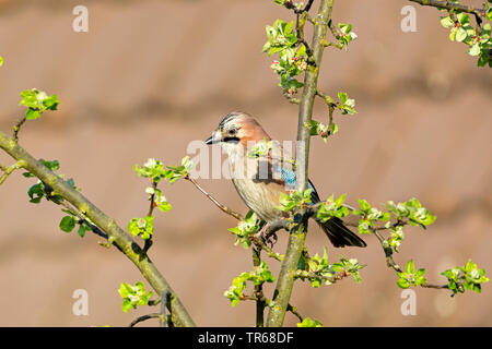 jay (Garrulus glandarius), on an apple tree, Germany, Rheinland-Palz Stock Photo