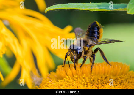 Common leafcutter bee, common leafcutting bee, rose leaf-cutting bee, Megachile leaf-cutter bee, leafcutter bee (Megachile centuncularis, Megachile versicolor), on an oxeye blossom, Germany, Mecklenburg-Western Pomerania Stock Photo