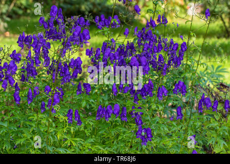 monk's-hood, true monkshood, garden monkshood (Aconitum napellus), blooming, Germany, M-V, Rostock Stock Photo