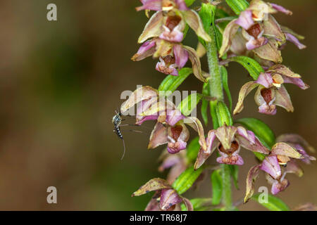 Broad-leaved helleborine, Eastern helleborine (Epipactis helleborine), inland floodwater mosquito, Aedes vexans, on a flower, Germany, Mecklenburg-Western Pomerania Stock Photo