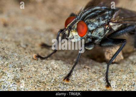 Feshfly, Flesh-fly, Marbled-grey flesh fly (Sarcophaga carnaria), imago with red compound eyes, portrait, Germany, Mecklenburg-Western Pomerania Stock Photo