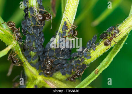 black bean aphid, blackfly, Black wayame (Aphis fabae), black bean aphids being held by garden ants, Germany, Mecklenburg-Western Pomerania Stock Photo
