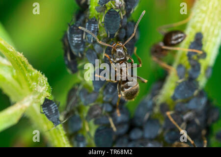 black bean aphid, blackfly, Black wayame (Aphis fabae), black bean aphids being held by garden ants, Germany, Mecklenburg-Western Pomerania Stock Photo