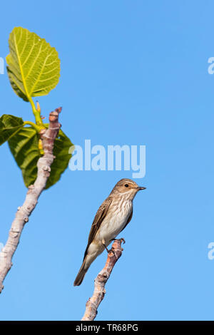 spotted flycatcher (Muscicapa striata), sitting on a figtree, Greece, Lesbos Stock Photo