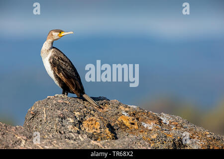 great cormorant (Phalacrocorax carbo), sitting on a rock and looking back, side view, Greece, Lesbos Stock Photo