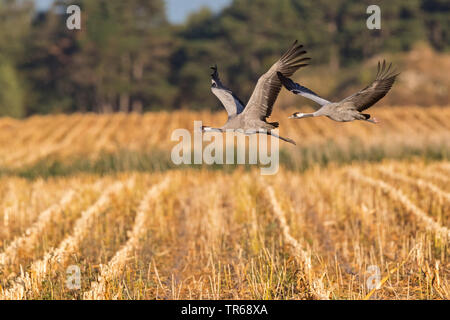 Common crane, Eurasian Crane (Grus grus), two cranes in flight over a stubble field, Germany, Mecklenburg-Western Pomerania Stock Photo