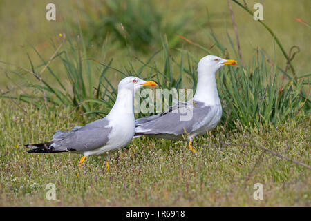 Yellow-legged Gull (Larus michahellis, Larus cachinnans michahellis), two yellow-legged gulls in a meadow, Greece, Lesbos Stock Photo