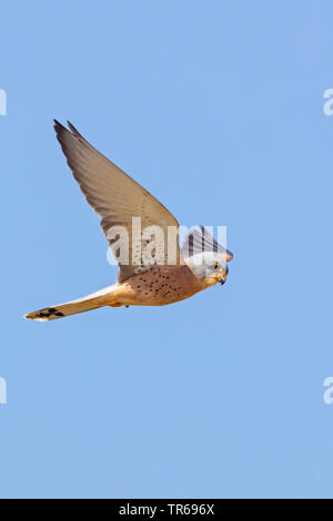 lesser kestrel (Falco naumanni), in flight, side view, Israel Stock Photo