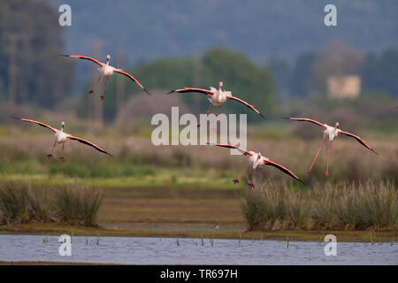 greater flamingo (Phoenicopterus roseus, Phoenicopterus ruber roseus), troop in approach, Greece, Lesbos Stock Photo