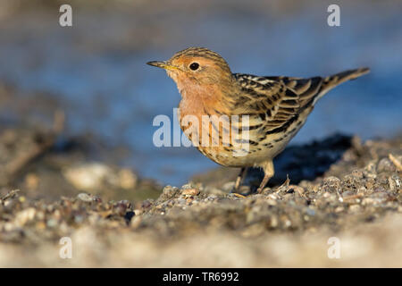 Red-throated pitpit (Anthus cervinus), on the ground, Israel Stock Photo